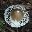 This amazing mushroom was found thanks to the Blue Morpho butterfly